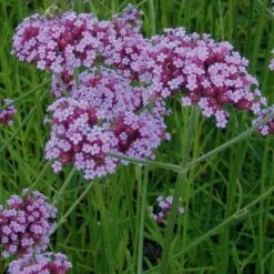 Bio Argentinisches Eisenkraut Blauviolett, Topf-Ø 11 Cm, 3er-Set