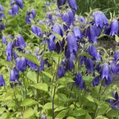 Bio Campanula Punctata 'Sarastro' Rosa, Topf-Ø 11 Cm, 3er-Set