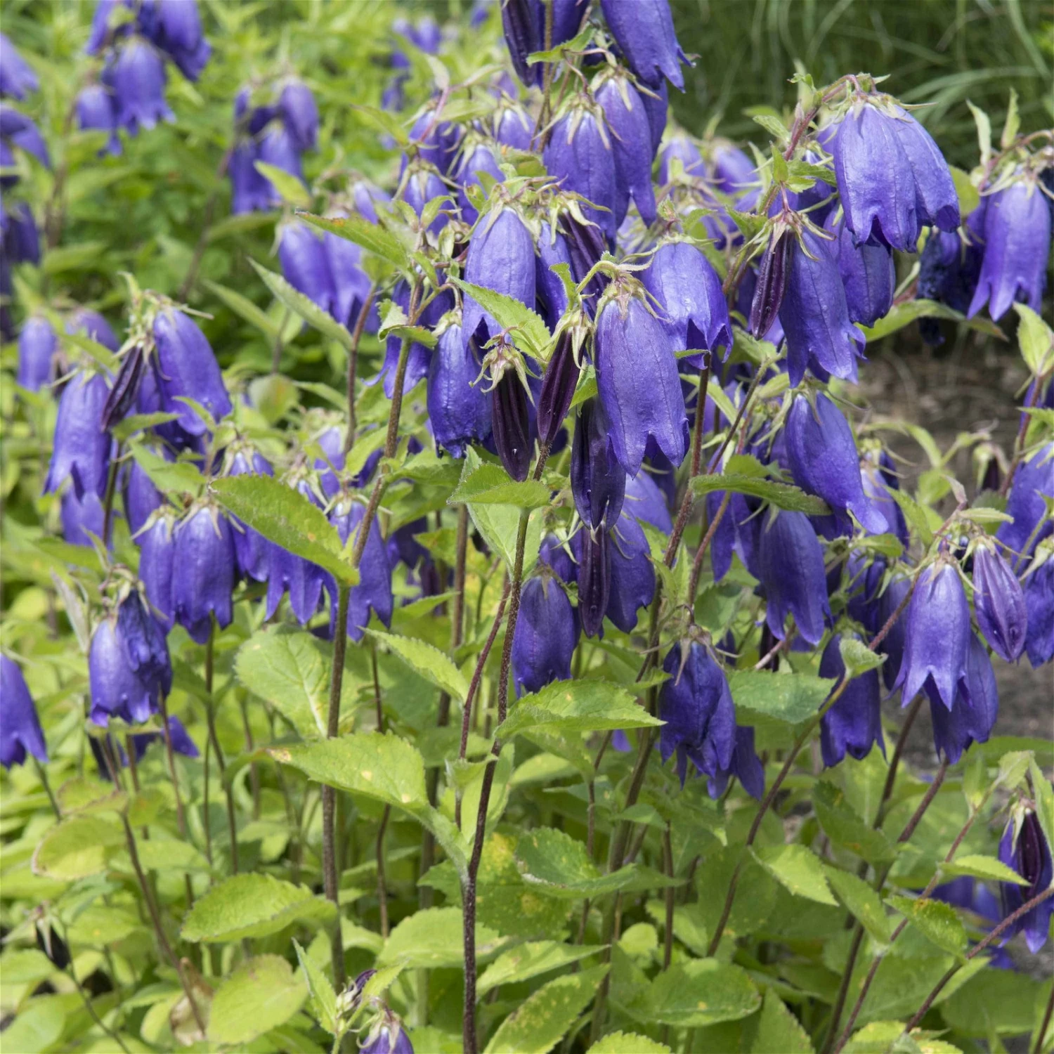 Bio Campanula Punctata 'Sarastro' Rosa, Topf-Ø 11 Cm, 3er-Set