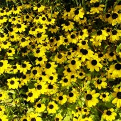 Bio Sonnenhut Gelb, Topf-Ø 11 Cm, 3er-Set