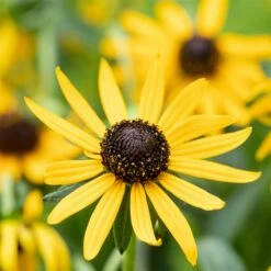 Bio Sonnenhut 'Little Goldstar' Gelb, Topf-Ø 11 Cm, 3er-Set