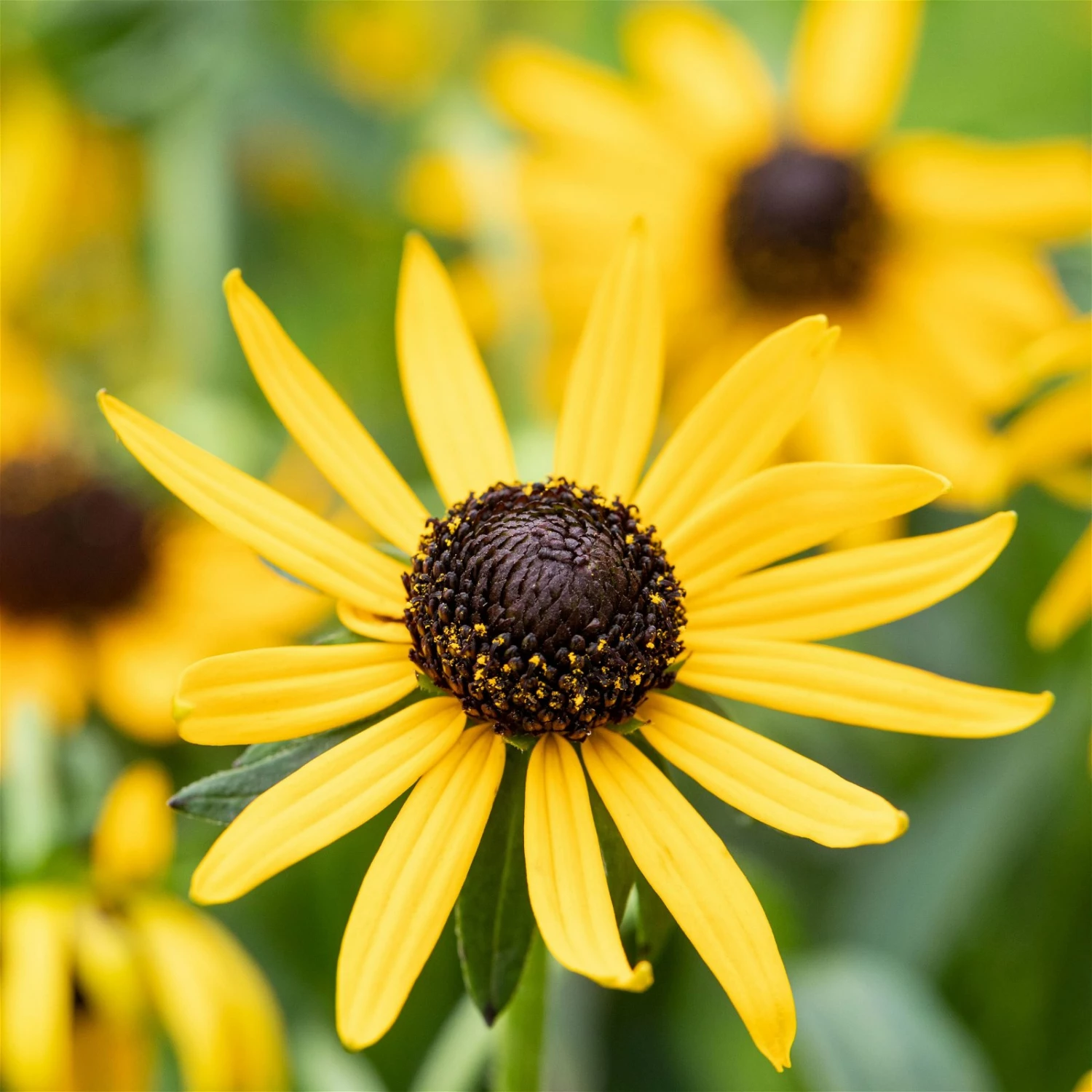 Bio Sonnenhut 'Little Goldstar' Gelb, Topf-Ø 11 Cm, 3er-Set