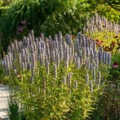 Bio Duftnessel 'Blue Fortune' Violett, Topf-Ø 11 Cm, 3er-Set