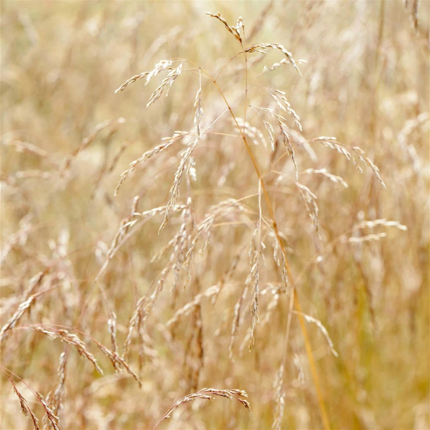 Bio Rasen-Schmiele, Topf-Ø 11 Cm, 3er-Set – Bild 5