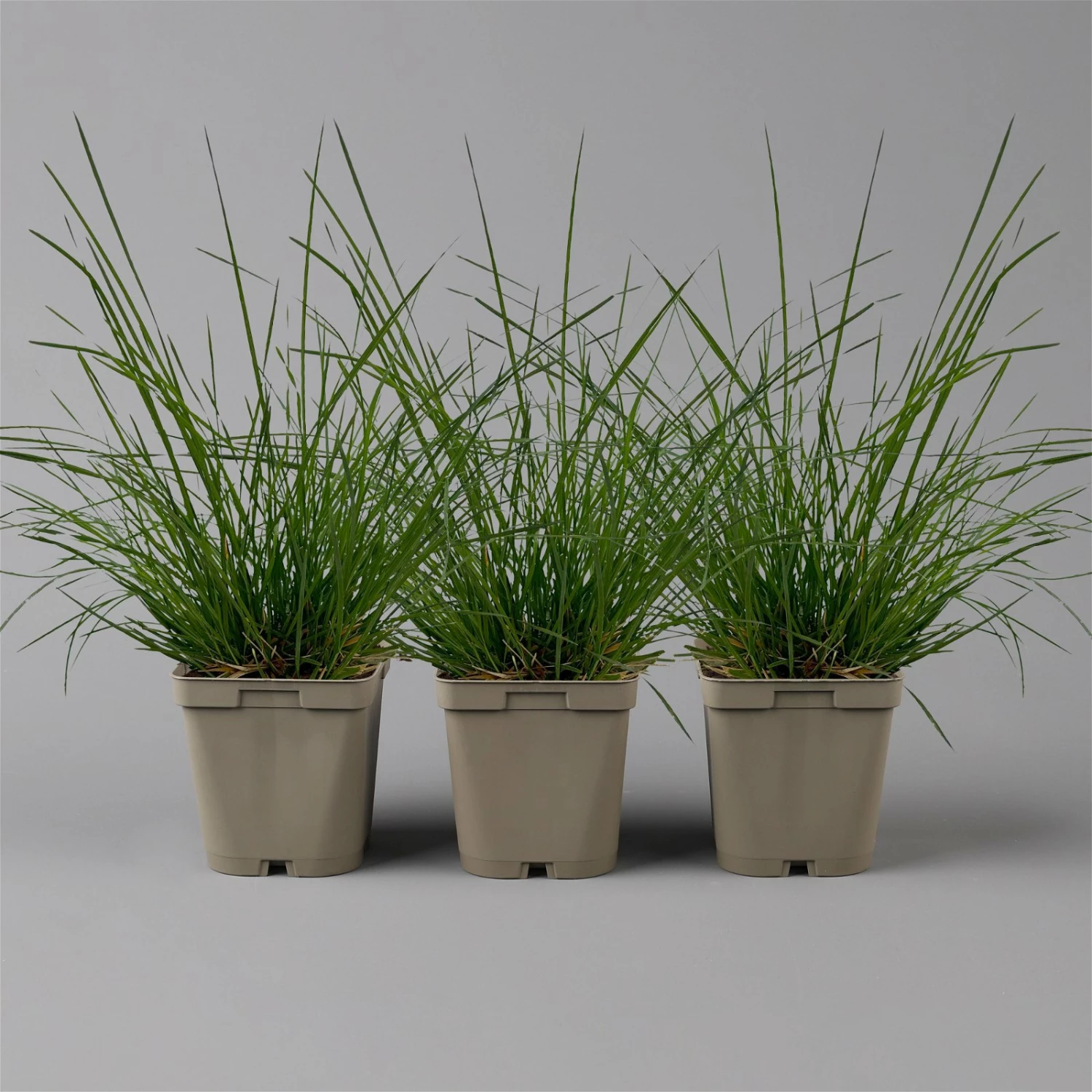 Bio Rasen-Schmiele, Topf-Ø 11 Cm, 3er-Set – Bild 2