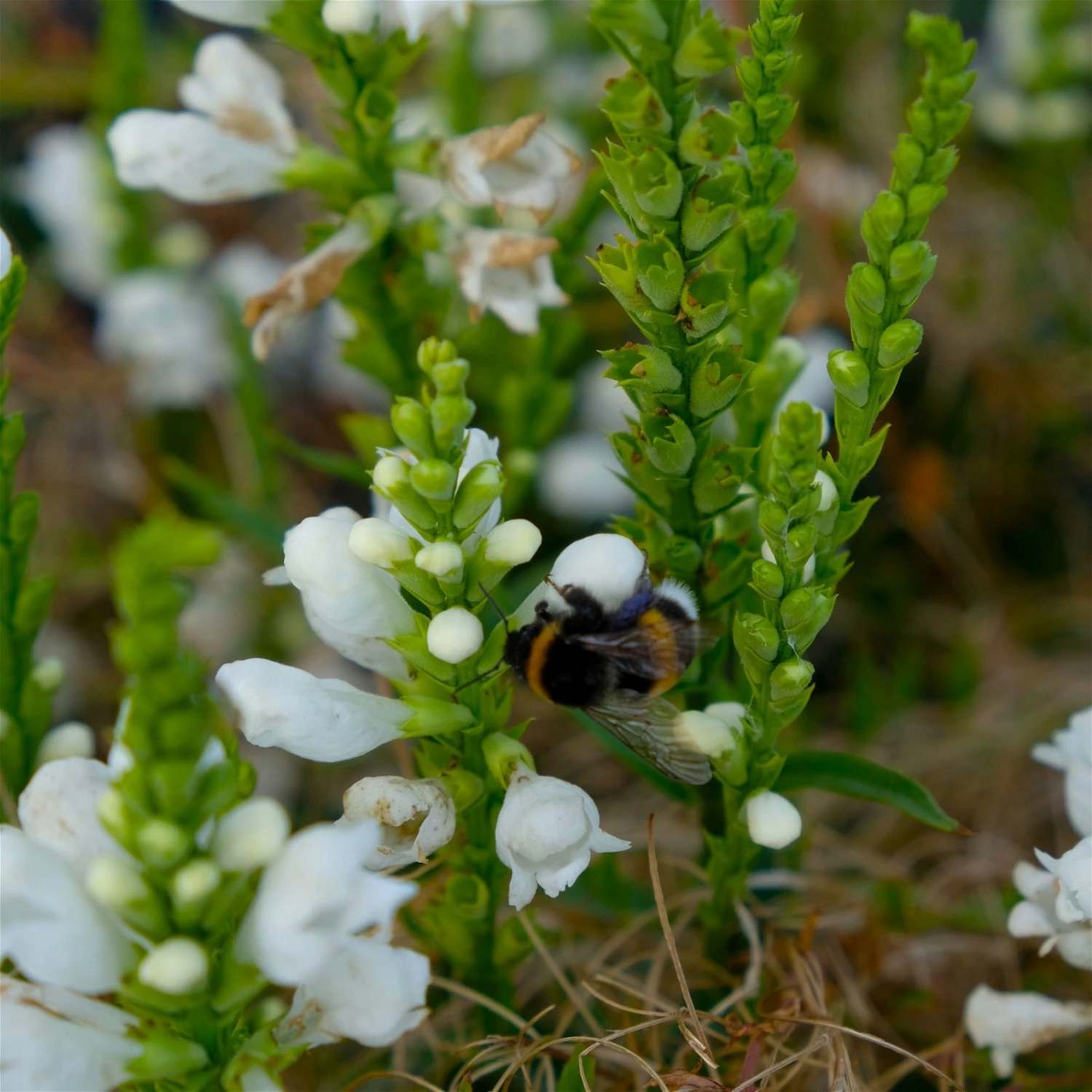 Bio Gelenkblume Weiß, TopfØ 11 Cm, 3er-Set – Bild 3