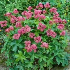 Bio Sterndolde 'Rubra' Pink/rosa, Topf-Ø 11 Cm, 3er-Set