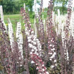 Bio Cimicifuga Simplex 'Brunette' Rosa-weiß, Topf-Ø 11 Cm, 3er-Set