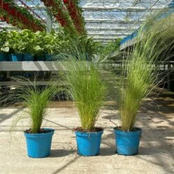 Bio Federgras, Topf-Ø 12 Cm, 3er-Set