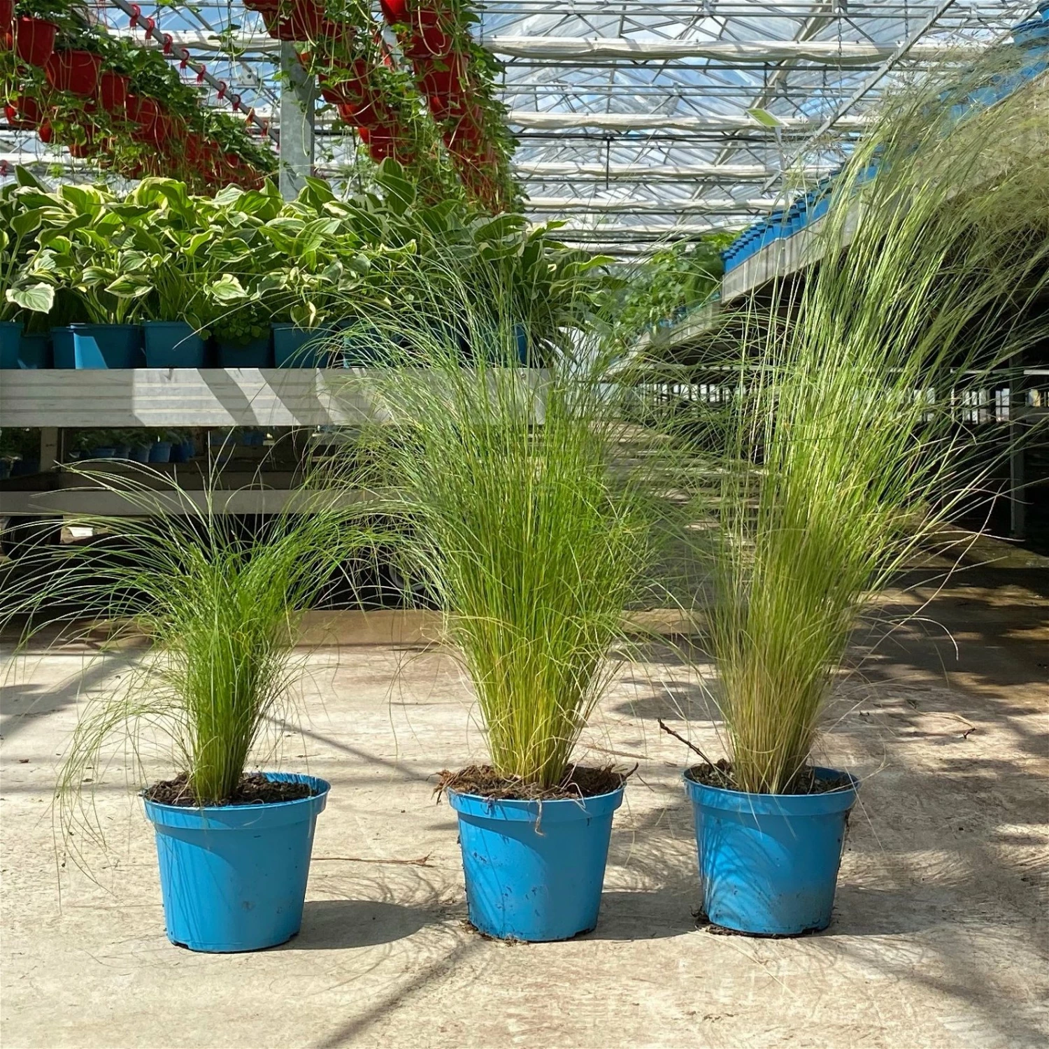 Bio Federgras, Topf-Ø 12 Cm, 3er-Set