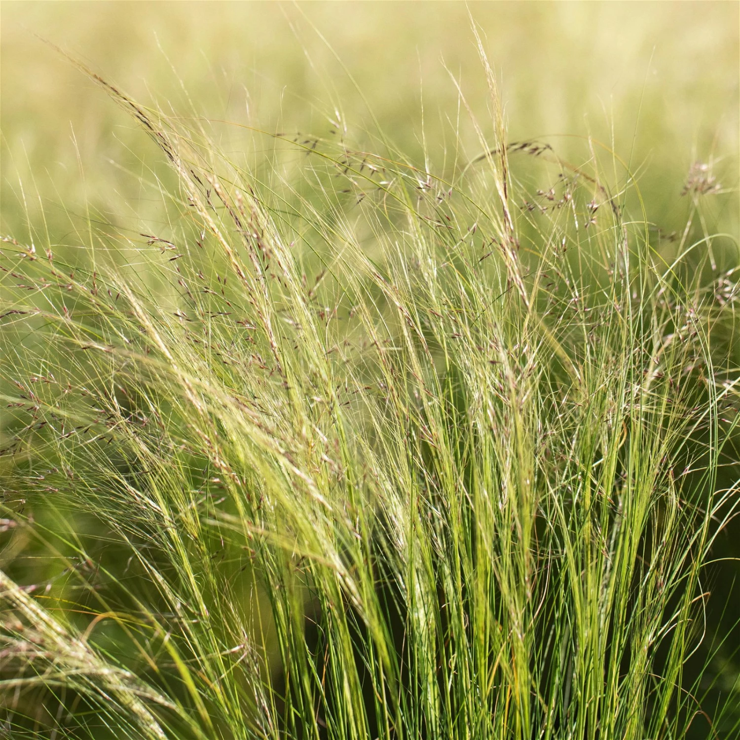 Bio Federgras, Topf-Ø 12 Cm, 3er-Set – Bild 6