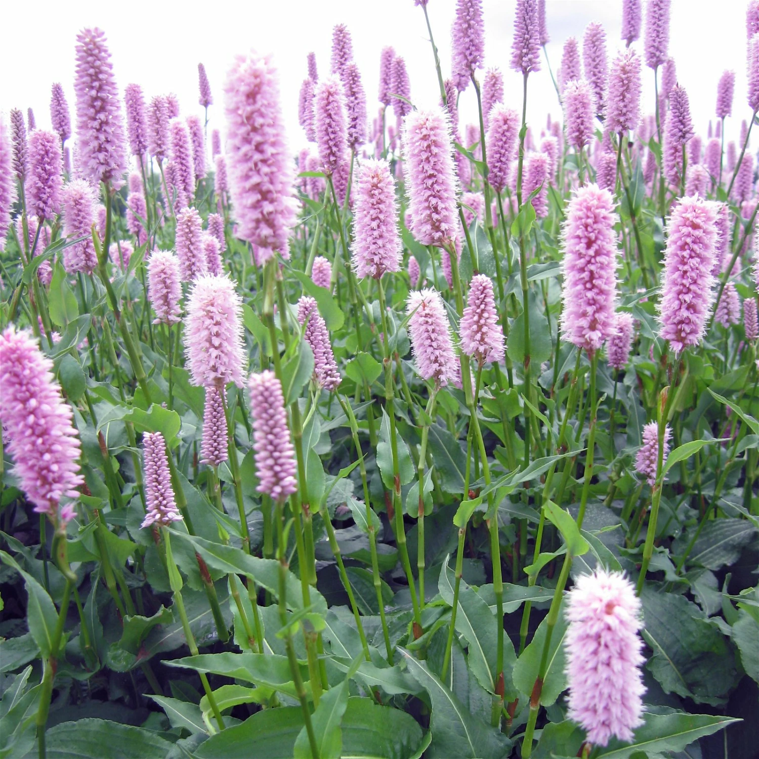 Bio Schlangen-Knöterich 'Superba' Rosa, Topf-Ø 11 Cm, 3er-Set