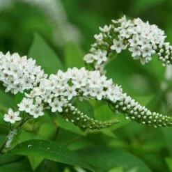 Bio Lysimachia Clethroides Weiß, Topf-Ø 11 Cm, 3er-Set