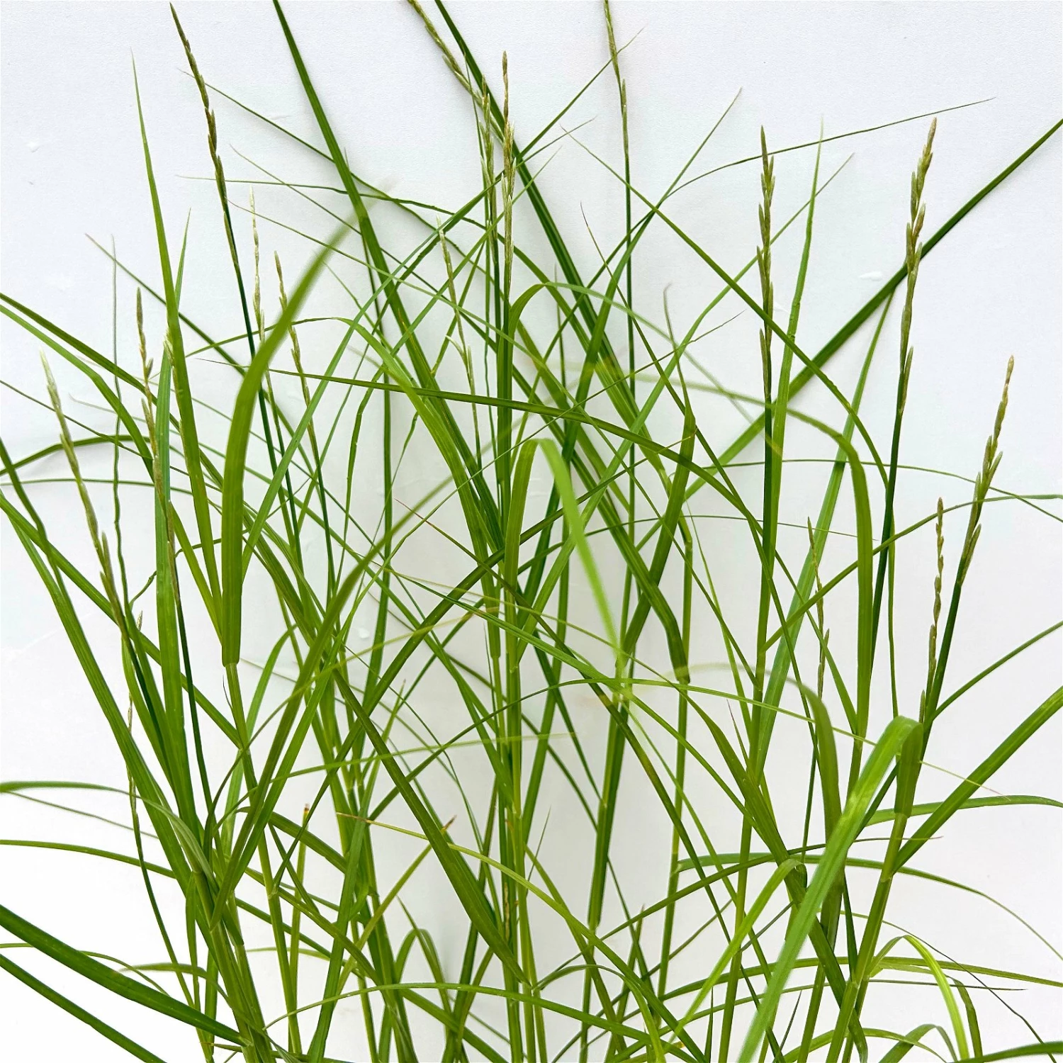 Bio Palmwedel-Segge Rotbraun, Topf-Ø 11 Cm, 3er-Set – Bild 4