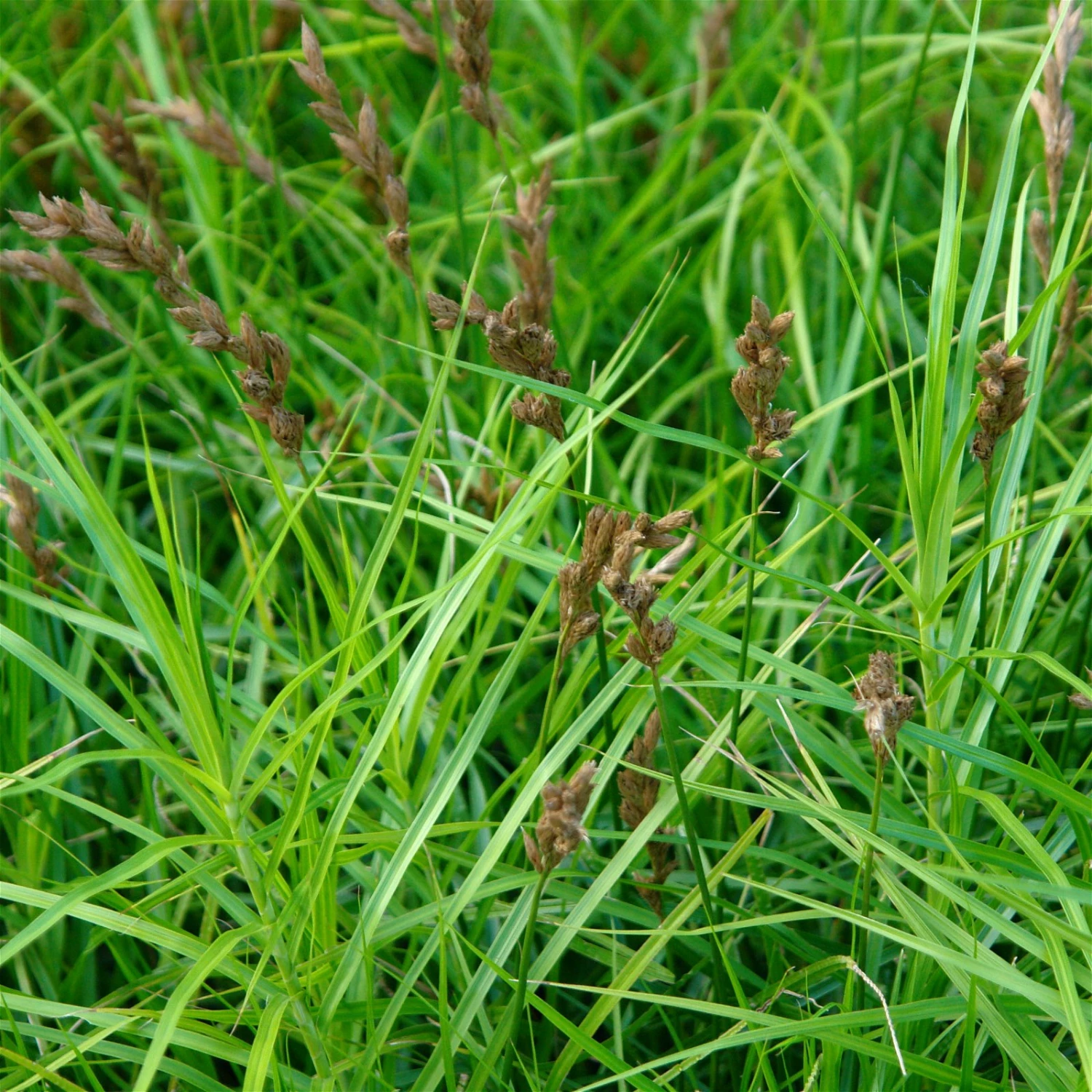 Bio Palmwedel-Segge Rotbraun, Topf-Ø 11 Cm, 3er-Set – Bild 5