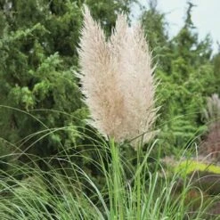 Bio Pampasgras 'Evita'®, Topf 5 Liter