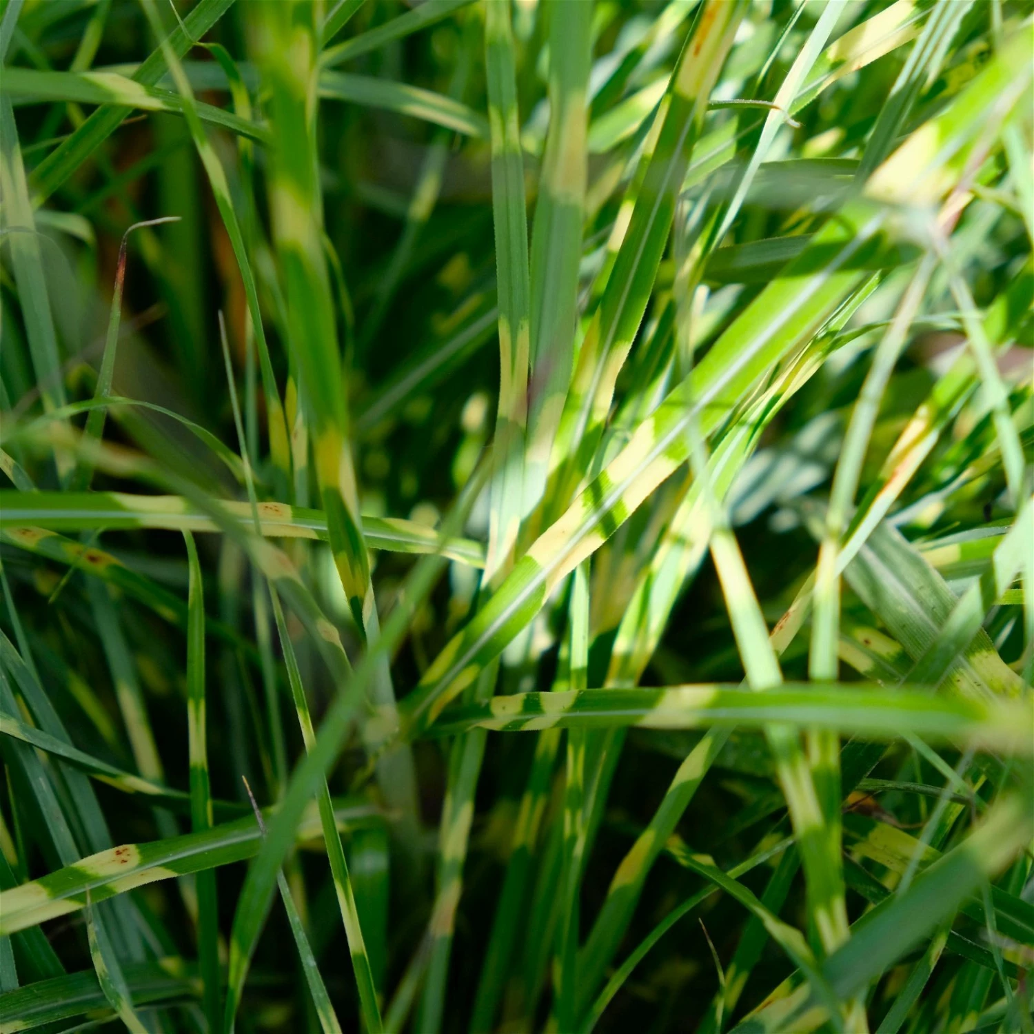 Bio Zebragras 'Little Zebra', Topf 3 Liter – Bild 2