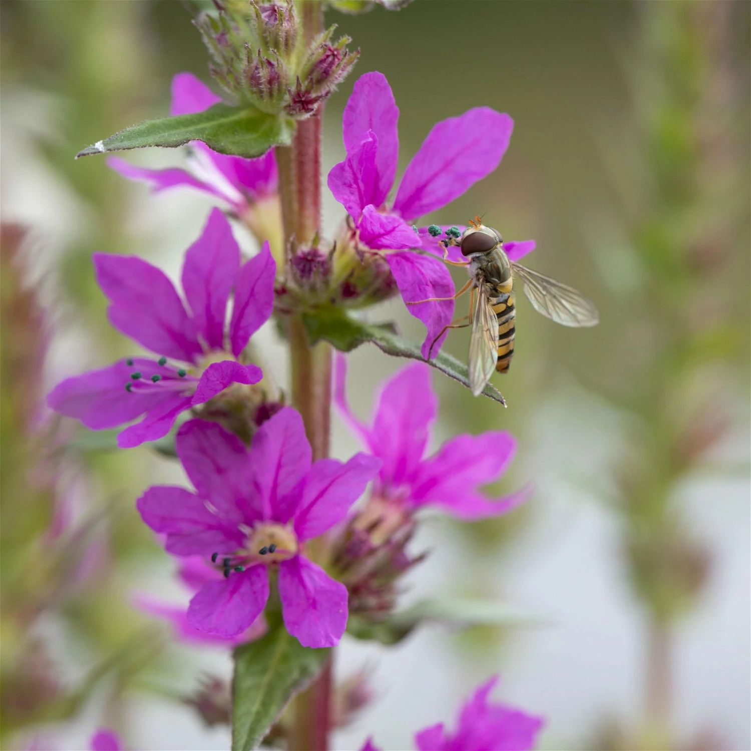 Bio Blut-Weiderich Violett, Topf-Ø 11 Cm, 3er-Set – Bild 3