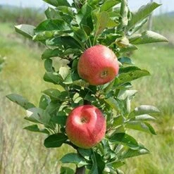 Kölle Bio Säulenapfel 'Rondo'Ⓢ, Unterlage MM 111, Topf 10 Liter