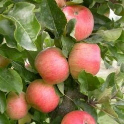 Kölle Bio Säulenapfel 'Rhapsodie'Ⓢ, Unterlage MM 111, Topf 10 Liter