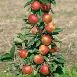 Kölle Bio Säulenapfel 'Starcats'Ⓢ, Unterlage MM 111, Topf 10 Liter