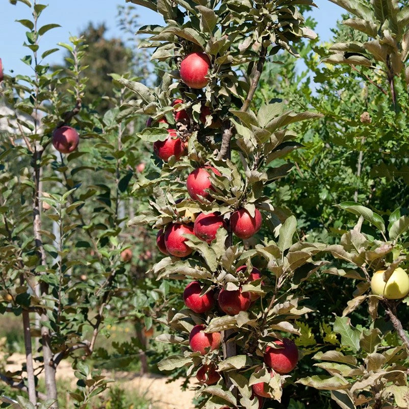 Kölle Bio Säulenapfel 'Redcats'Ⓢ, Unterlage MM 111, Topf 10 Liter