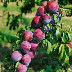 Kölle Bio Säulenmirabelle 'Ruby'®, Topf 10 Liter