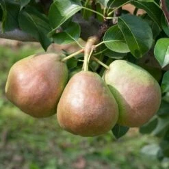 Kölle Bio Säulenbirne 'Decora', Unterlage Quitte A, Topf 10 Liter