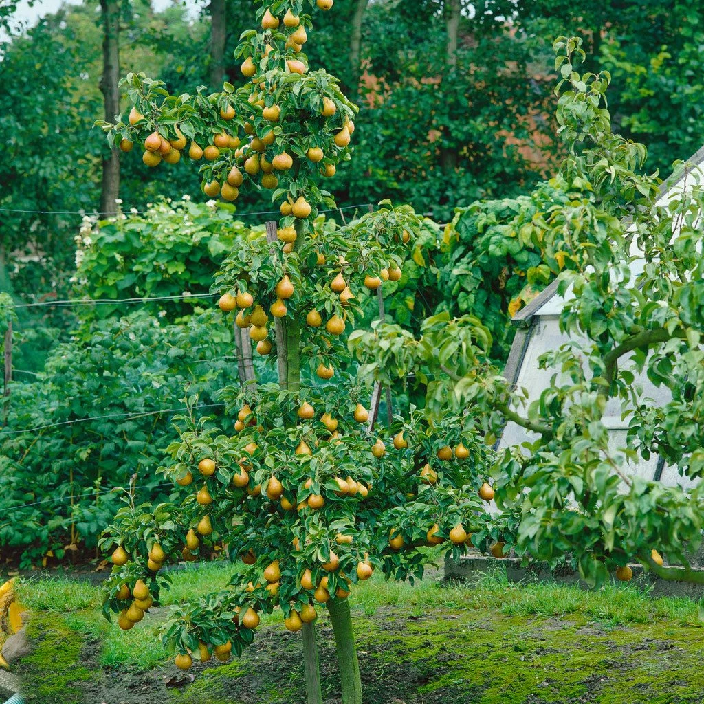 Kölle Bio Säulenbirne 'Obelisk'®, Unterlage Quitte A, Topf 10 Liter
