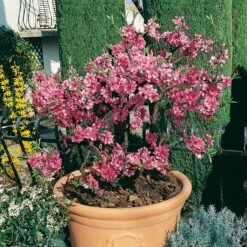 Kölle Bio Zwergpfirsich 'Diamond'® ZaipeviⓈ, Topf 7,5 Liter