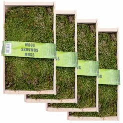 Waldmoos In Der Holzkiste, Ca. 25x13x7 Cm, 4er-Set