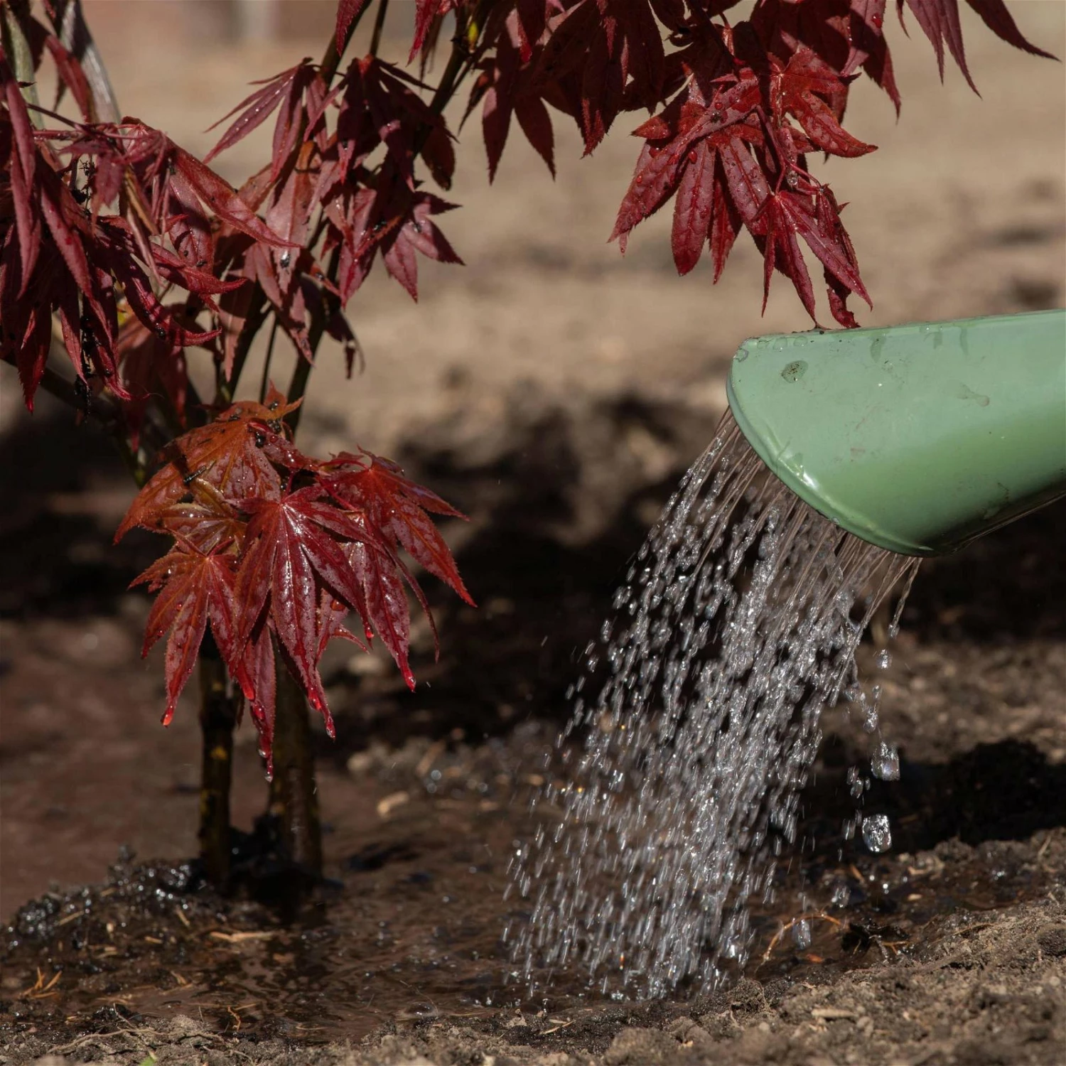 PFLANZENARZT® Ahorn-Fit, 350 Ml – Bild 2