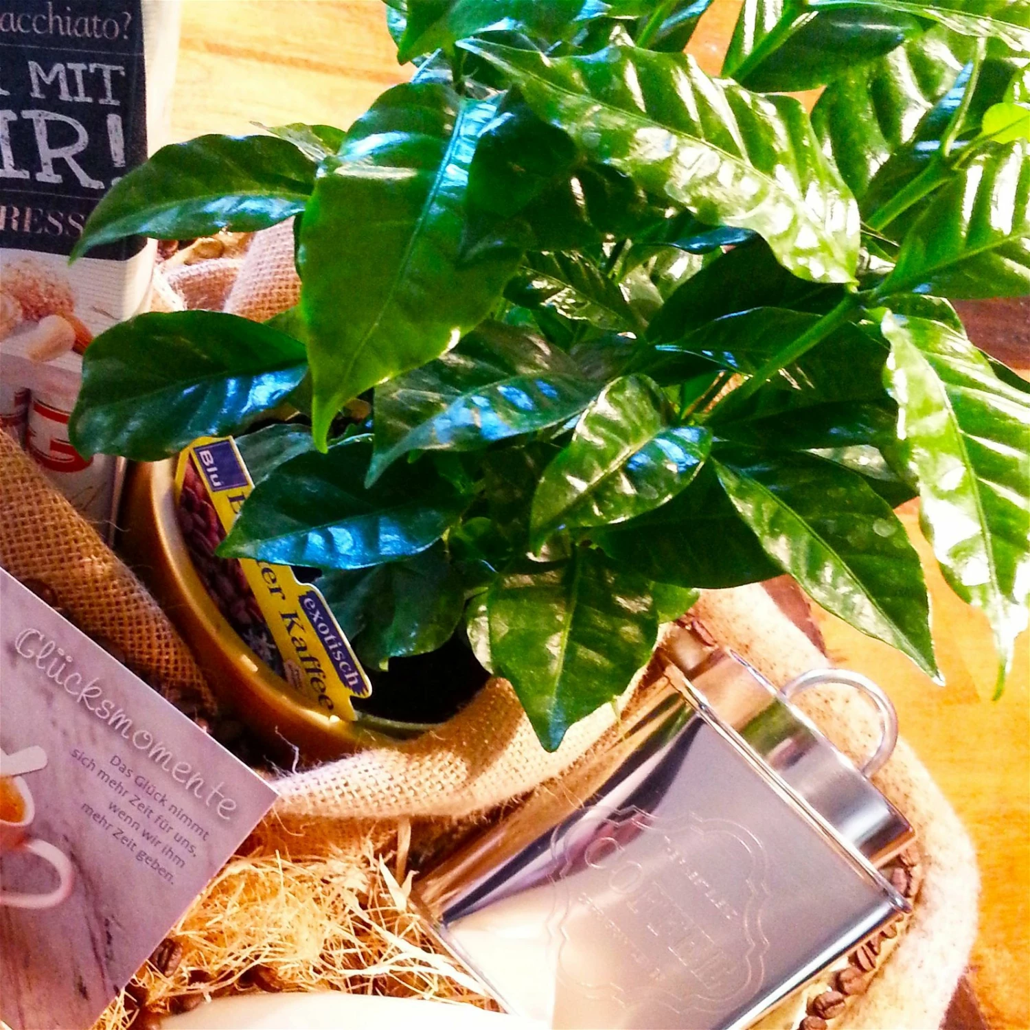 Blu Bio Kaffeepflanze, Topf-Ø 12 Cm, 2er Set – Bild 6