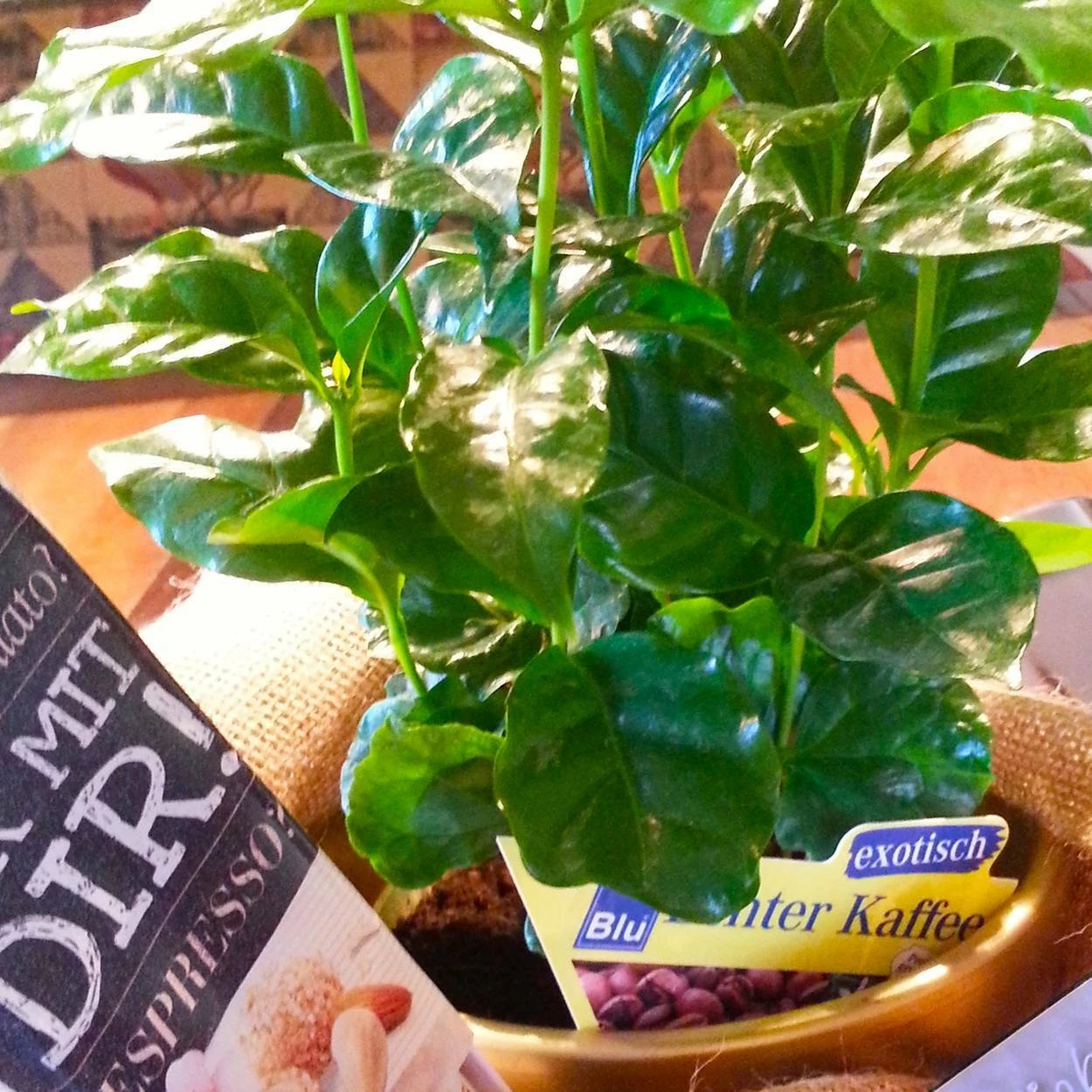 Blu Bio Kaffeepflanze, Topf-Ø 12 Cm, 2er Set – Bild 5