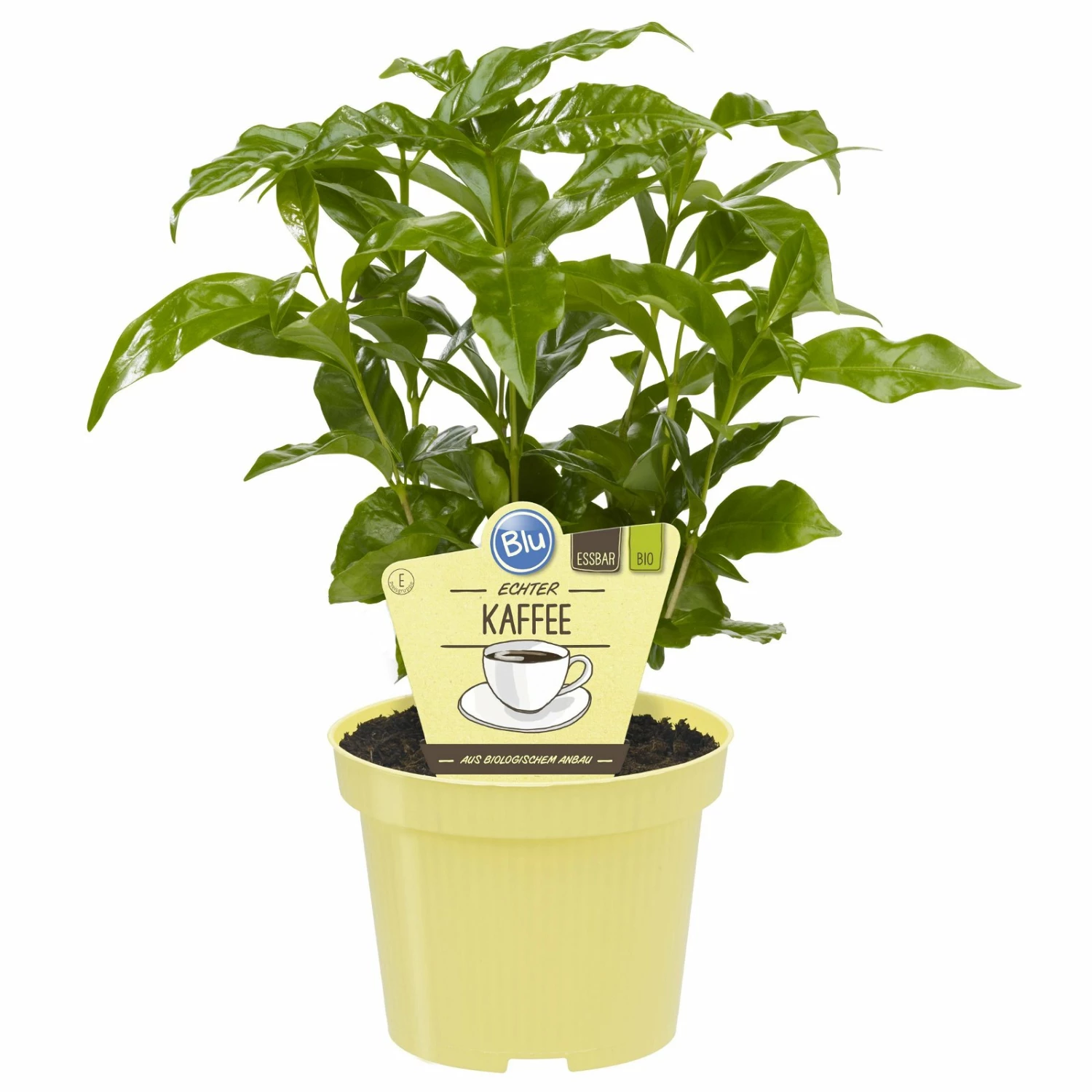 Blu Bio Kaffeepflanze, Topf-Ø 12 Cm, 2er Set – Bild 2