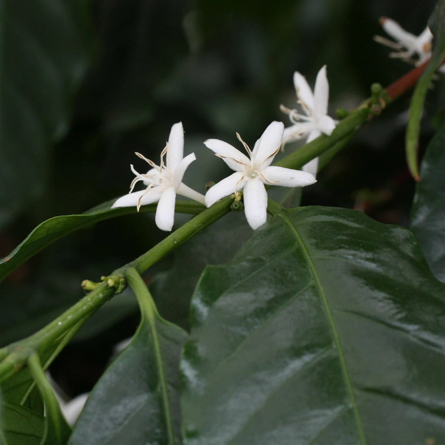 Blu Bio Kaffeepflanze, Topf-Ø 12 Cm, 2er Set – Bild 3