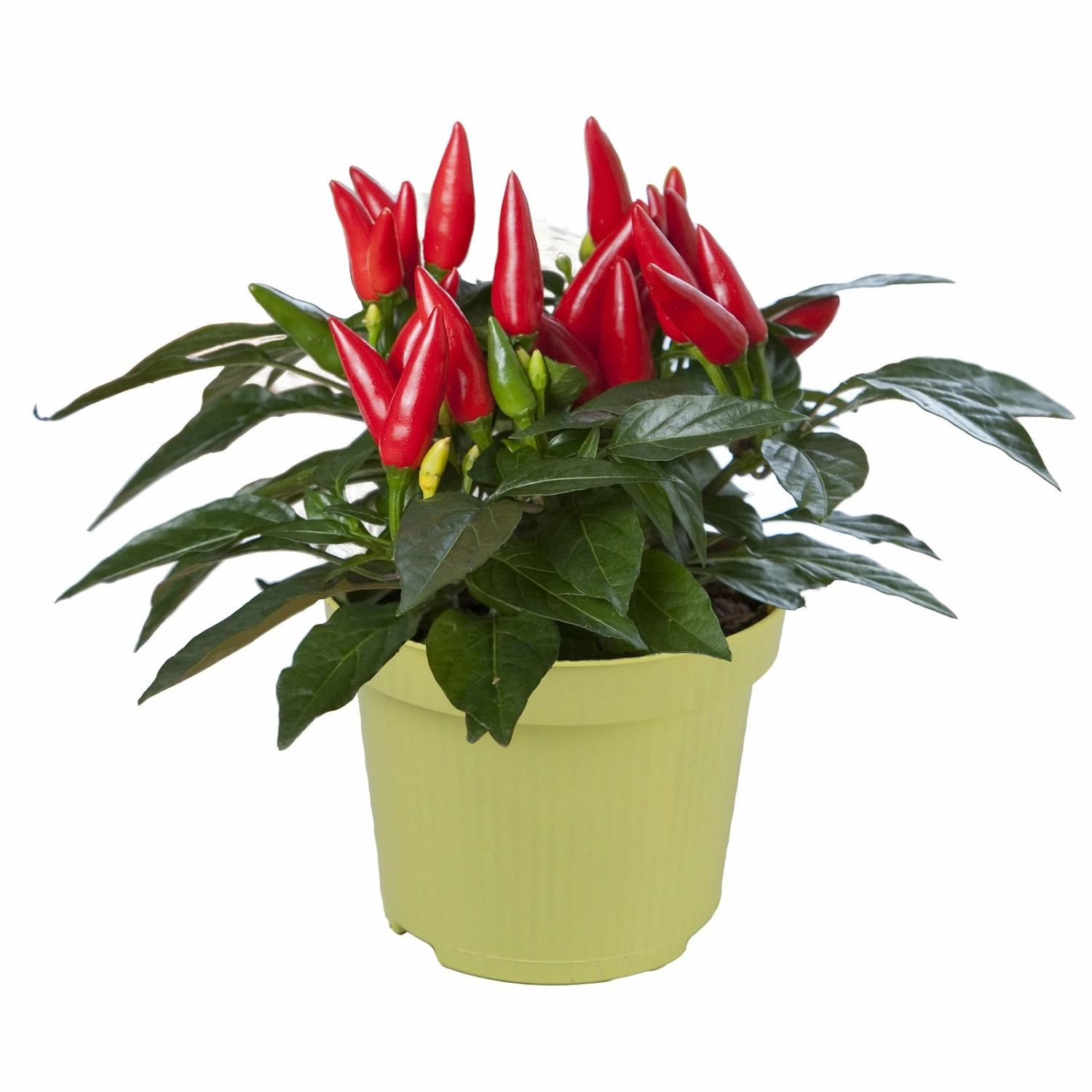 Bio Chili 'Feuerküsschen', Scharf, Topf-Ø 12 Cm, 3er-Set – Bild 2