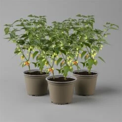 Blu Bio Chilipflanze Tropfen-Chili, Topf-Ø 15 Cm, 3er Set