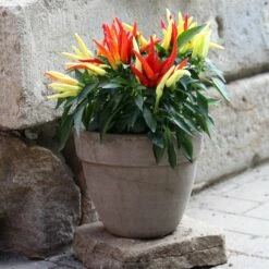 Blu Bio Paprikapflanze 'Paprikaños', Topf-Ø 15 Cm, 3er Set