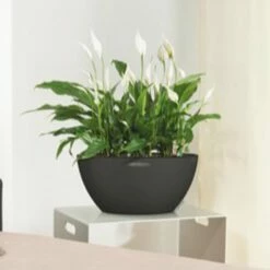 LECHUZA Pflanzschale Cubeto, Graphitschwarz, Ø 30 Cm