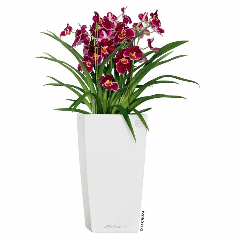 LECHUZA Cubico Premium, All-in-One-Set, Weiß Hochglanz, 22x22, H:41 Cm – Bild 3