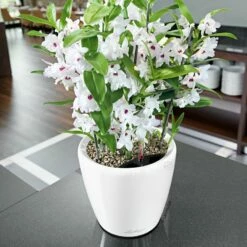 LECHUZA Classico Premium LS, All-in-One-Set, Weiß Hochglanz, Ø 21 Cm, H:20 Cm