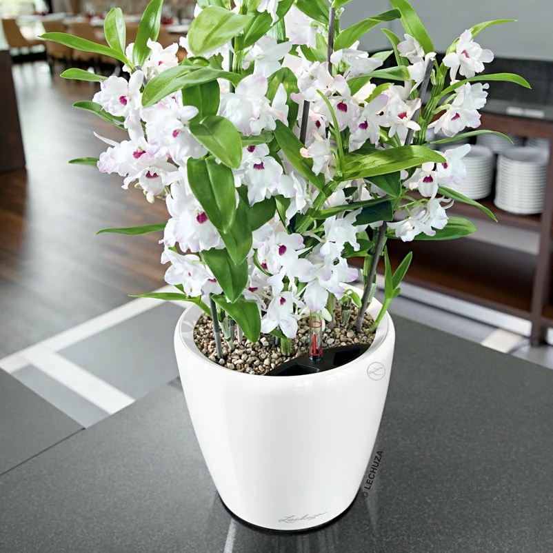 LECHUZA Classico Premium LS, All-in-One-Set, Weiß Hochglanz, Ø 21 Cm, H:20 Cm