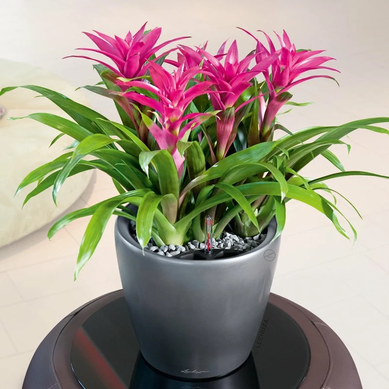 LECHUZA Classico Premium 43 LS, Anthrazit-metallic, Ø 43 Cm, H:40 Cm