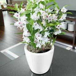 LECHUZA Classico Premium 43 LS, Weiß Hochglanz, All-in-One-Set, Ø 43 Cm, H:40 Cm